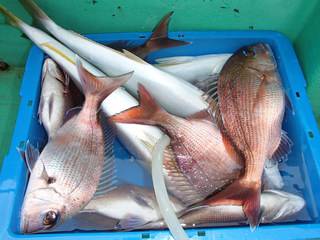 第二むつ漁丸 釣果