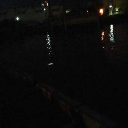 太刀魚、マイワシ、サヨリGET！！