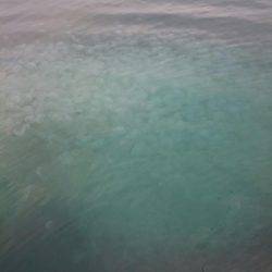 ボートエギングからのサゴシ狙い