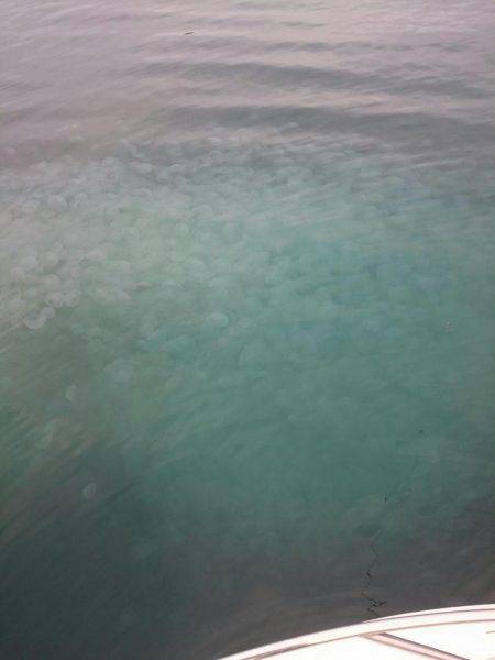 ボートエギングからのサゴシ狙い