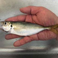 舞洲で良型アジとタチウオ