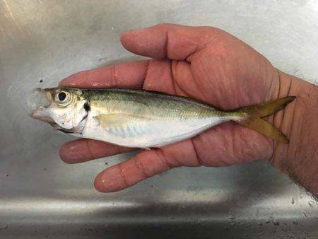 舞洲で良型アジとタチウオ