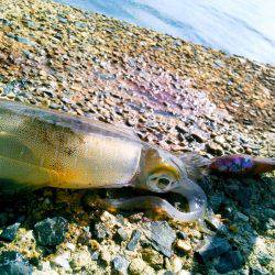 ぶちラッシュ♪