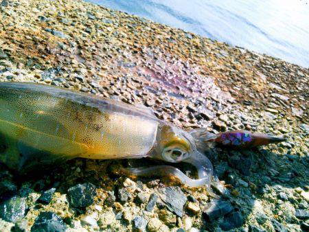 ぶちラッシュ♪