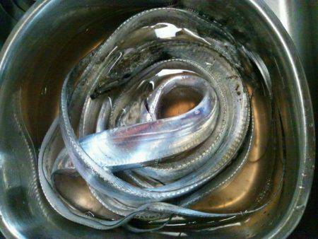 マリーナでタチウオ