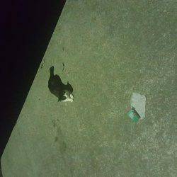 エギング開始5分でゲット