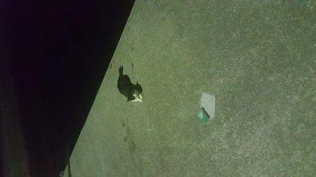 エギング開始5分でゲット