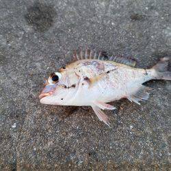 台風後、期待するが撃沈