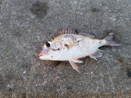 台風後、期待するが撃沈