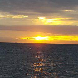 アオリイカ好調