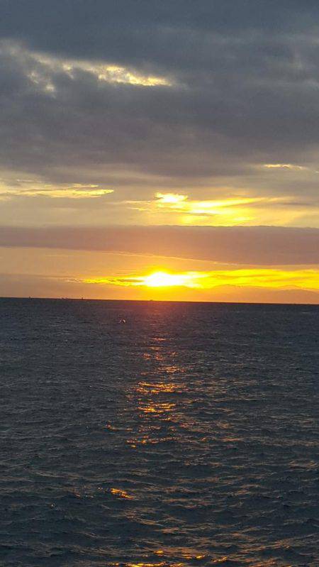 アオリイカ好調