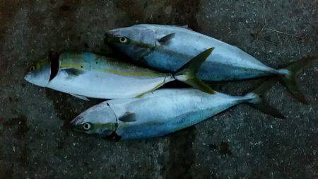 岩屋漁港で鳥山！ナブラ撃ち成功しました。