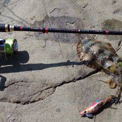 アオリイカ好調♪