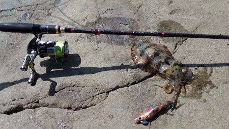 アオリイカ好調♪