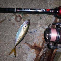 エギング中心でいってきました!