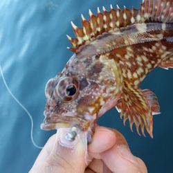 アジング調査♪