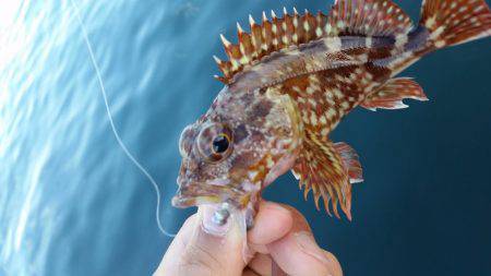 アジング調査♪