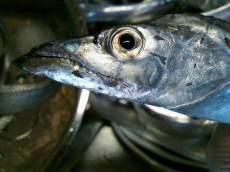 水軒でタチウオ