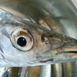 マリーナでタチウオ