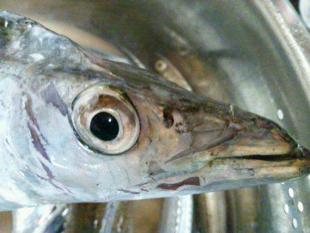 マリーナでタチウオ