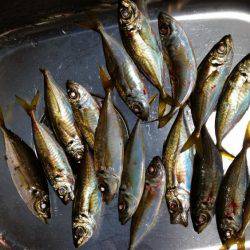 仕事帰りの一時間のアジングで１８匹！！