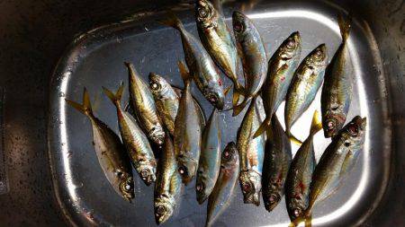 仕事帰りの一時間のアジングで１８匹！！