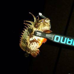 アジング調査♪