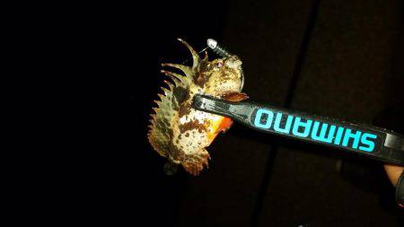 アジング調査♪