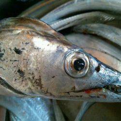 水軒でタチウオ