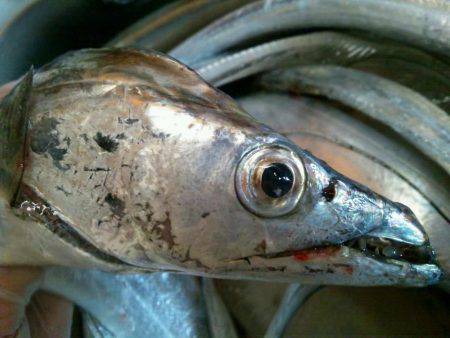 水軒でタチウオ