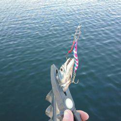 メタルジグで太刀魚♪