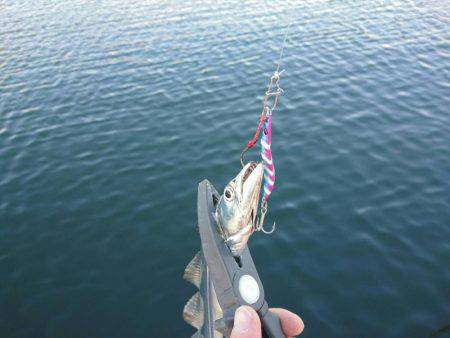 メタルジグで太刀魚♪