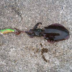 大蔵海岸にエギング釣行