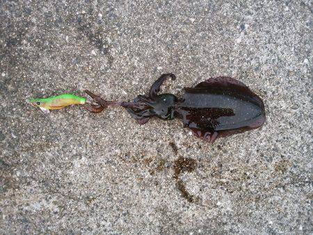 大蔵海岸にエギング釣行