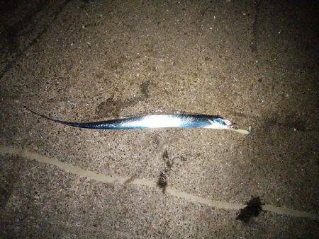 大蔵海岸でタチウオワインド