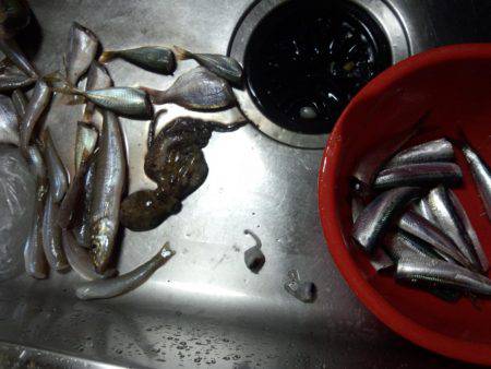 台風後何が釣れるか？