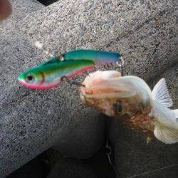 またサゴシ釣れず・・・