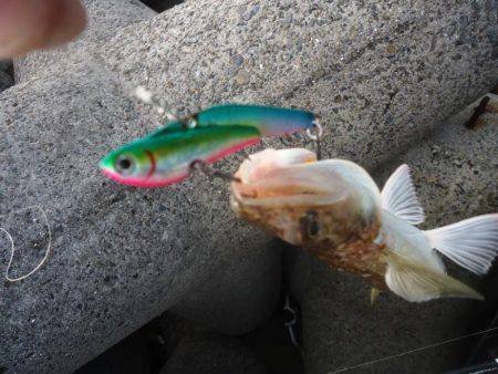 またサゴシ釣れず・・・