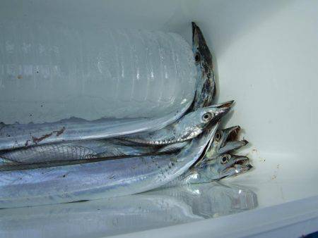 タチウオ復調！！