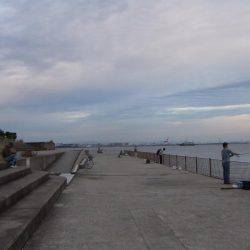 嫁さんのお供でサヨリ