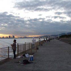 久々のサゴシとタチウオ