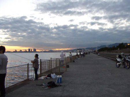 久々のサゴシとタチウオ