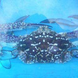 キス釣りに、珍客。