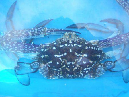 キス釣りに、珍客。