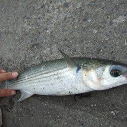 イワシ！大漁！