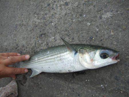 イワシ！大漁！