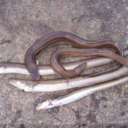 来た!ドラゴン!