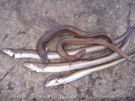 来た!ドラゴン!