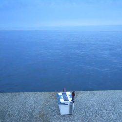 早朝～ウキ釣りでタチウオ