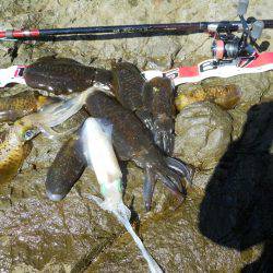 磯でアオリイカのヤエン釣り